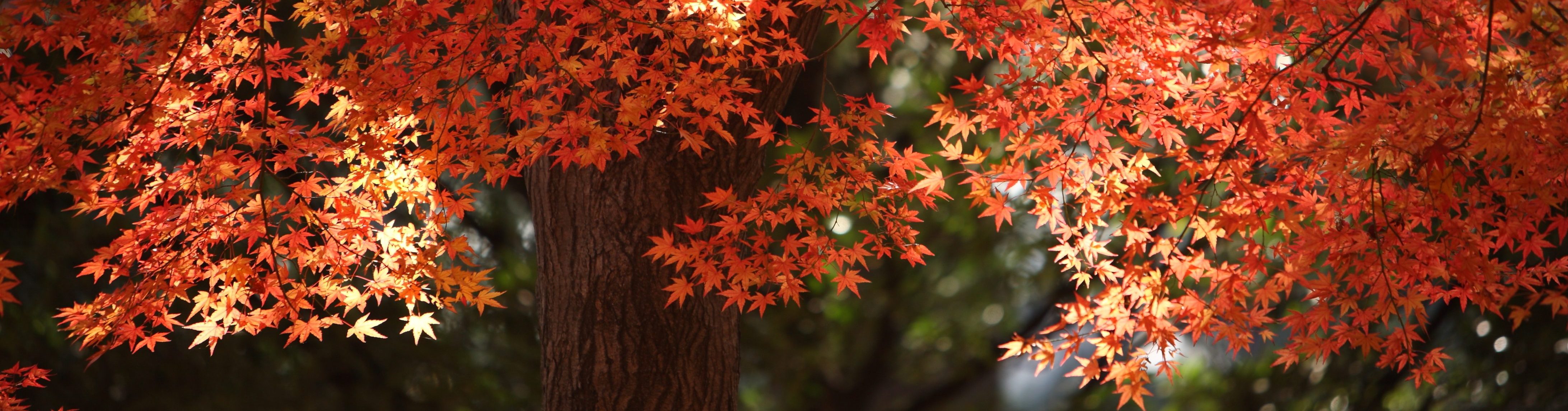 Fall maple leaves